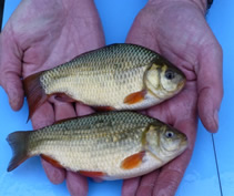 Crucian Carp