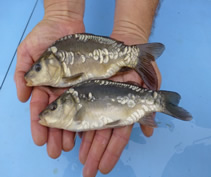 Gudgeon are bottom feeding fish that rarely grow bigger than several ounces but can be useful for helping to clear the bottom of pools by feeding on detritus.