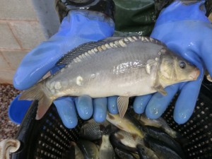 Mirror carp