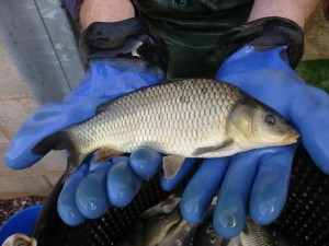 Common carp