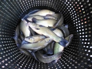 Green tench ready for stocking